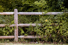 Wooden Fence Surrounded By Yellow Wildflowers