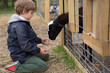© Mel Karlberg/Stocksy - Young boy feeding a black and white goat