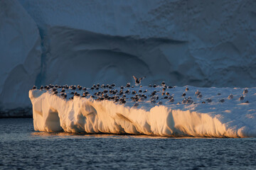 Wall Mural - birds resting over  iceberg floating over sea