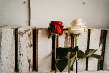 White And Red Rose Against A Wall