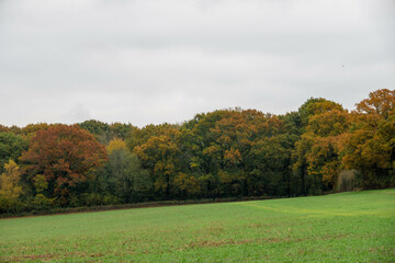 Canvas Print - autumn coloured trees with golden orange and yellow foliage 