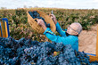 © Ezequiel Giménez/Stocksy - Man collecting grapes into truck trailer