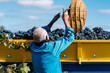 © Ezequiel Giménez/Stocksy - Senior man with basket pouring grapes in truck