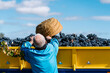© Ezequiel Giménez/Stocksy - Aged male farmer pouring grapes into truck in vineyard