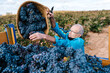 © Ezequiel Giménez/Stocksy - Senior farmer harvesting fresh grapes in vineyard