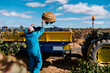 © Ezequiel Giménez/Stocksy - Anonymous farmer filling trailer with grapes in farm