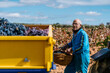 © Ezequiel Giménez/Stocksy - Aged man carrying basket with harvested grapes in farm