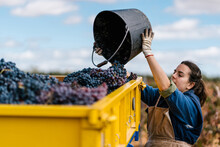 Young Woman Filing Truck With Fresh Grapes In Vineyard