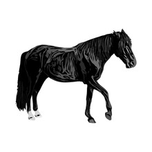 Black And White Sketch Of A Horse With A Transparent Background