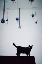 Black Cat In A Room Decorated For The New Year