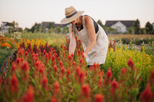 Woman In A Summer Dress And Hat Harvests Flowers In A Field.