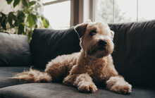 Cute Fluffy Wheaten Terrier Dog Laying On The Sofa At Home.