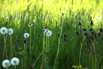 Wall Mural - Confrontation of white fluffy dandelions and closed bud dandelions in front of green grass on park lawn on sunny day