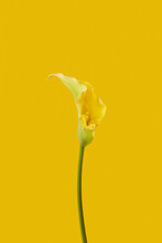 Elegant Calla Lily Flower On Yellow Background.