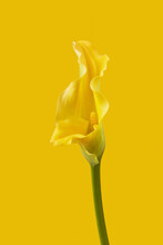 Close Up Of Calla Lily On Yellow Background.