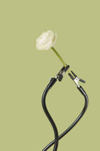 White Ranunculus Flower Clamped By Black Cables.