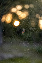 Orange And Black Orb Weaver Spider On A Web