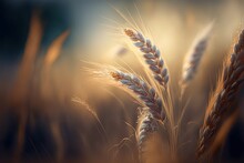 Beautiful Close Up Wheat Ear Against Sunlight At Evening Or Morning With Yellow Field As Background