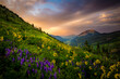 © Cavan Images - Wildflowers over a beautiful valley with a mountain in the distance under a sunrise sky.