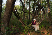 A Woman Sits On The Hanging Vines Of A Strangler Fig In Royal Chitwan National Park, Nepal.