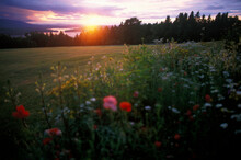 Wildflowers Are Lit By The Setting Sun In Greenville, Maine.
