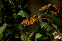 Monarch Butterflies (Danaus Plexippus) Perch In Cerro Pelon Sanctuary For Monarch Butterflies Near Capulin Village In Mexico State, Mexico