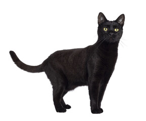 Wall Mural - Black adult house cat, standing up side ways. Looking straight to camera. Isolated cutout on a transparent background.