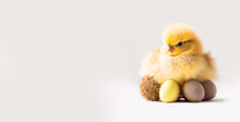 Cute Little Yellow Fluffy Eastern Chick On A White Studio Background With Pastel Easter Eggs. Ultra Realistic Digital Illustration. With Space For Text And Designs.