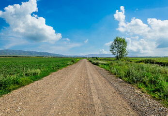 Wall Mural - Country road and green wheat fields natural scenery on a sunny day