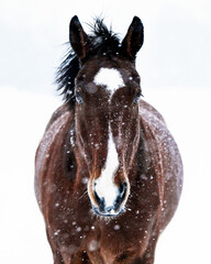 Wall Mural - Bay KWPN horse in the snow with white markings