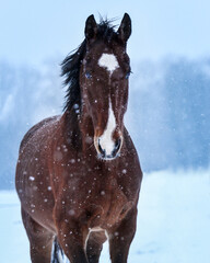 Wall Mural - Bay KWPN horse in the snow with white markings