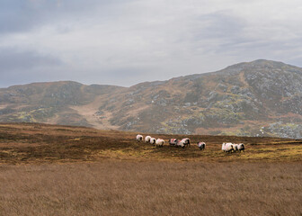 Sheep roaming on Achill Island, Ireland