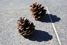 Pine Cones On Ground