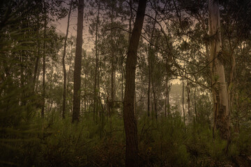 Wall Mural - Beautiful foggy woods at sunset