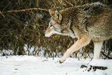 Side View Of A Coyote Walking In The Snow In A Zoo