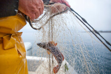 Fisherman Holding Fishing Net, Kerroch, Brittany, France