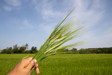 Wall Mural - Ears of wheat