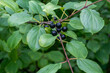 Common Buckthorn Fruit Or Berries On The Shrub In August