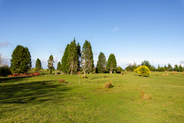 green panorama with green trees and grass on field.