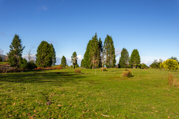 green panorama with green trees and grass on field.