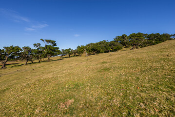 green panorama with green trees and grass on field.