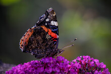 Colorful Red Admiral Butterfly Sitting On A Flower. High Quality Photo