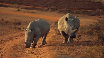 white rhino in south africa whit his baby. baby white rhino