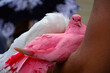 różowy i biały gołąb, para gołebi, pink and wite doves, 
