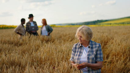 Wall Mural - In the middle of wheat field good looking old woman farmer analysing the harvest of wheat other young farmers on the background multiracial people looking around and analysing as well