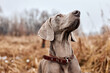 beautiful gray Weimaraner in autumn countryside forest. Hunting dog on hunt. Gray dog. Hunting dog breed. outdoor portrait. animals, hunting, dogs, active lifestyle concept