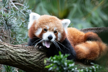 Close up cute Red Panda on the Tree