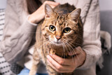 Fototapeta Koty - Tabby mixed breed cute cat on its owner's knees.  The relationship between a cat and a person.
