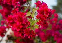 Closeup Image Of Colourful Bougainvillea Flower Also Known As Paper Flower , Red Flower For Home Garden 