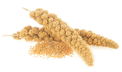 Canvas Print - Twigs of Senegal millet and grains of millet isolated on a white background